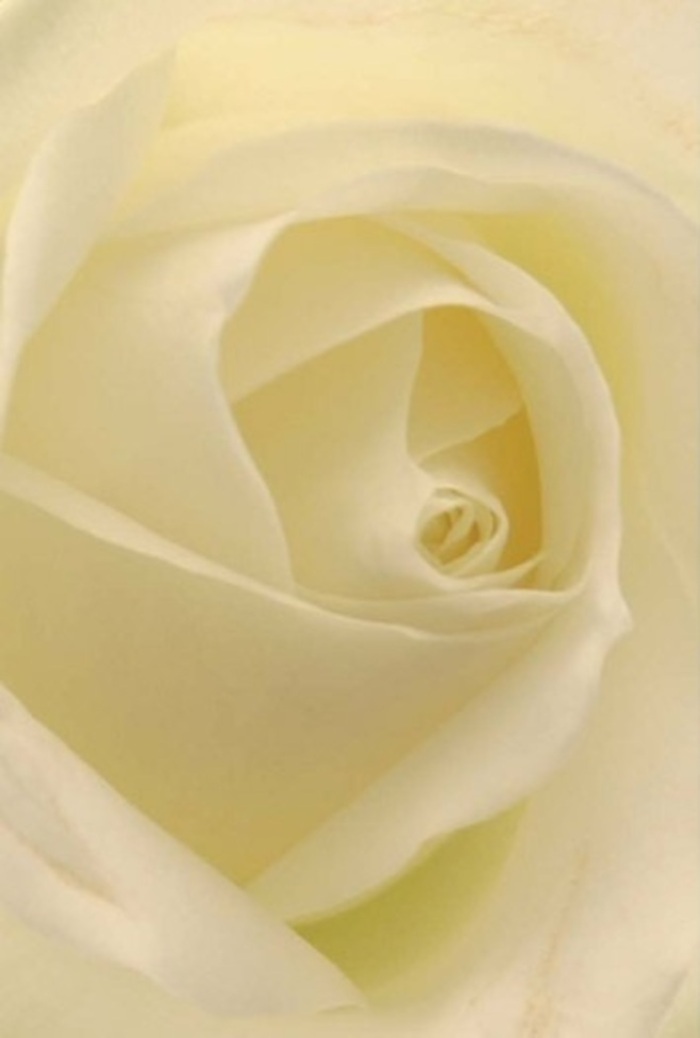 Nestled in the soft glow of Sidcup's morning light, this classic white rose captivates with its intricate, spiraled core and satin-like layers unfolding in serene succession. Shades of white and creamy ivory meld seamlessly, echoing the gentle illumination flowing through each petal-as if the bloom radiates from within, reminiscent of tranquil moments in Sidcup's peaceful gardens or churchyards. The rose's near-perfect composition exudes sophistication and quiet strength, making it a cherished choice for pivotal occasions: an apology, a wedding centrepiece at a local venue, or an intimate gesture for a cherished friend. Each petal is meticulously shaped, its subtle texture reminiscent of silk brushed by a soft Sidcup breeze, while faint shadows accentuate its graceful structure and lend a sense of dimensional depth. Even the fragrance, though unspoken, seems to drift gently on the air-a reassuring whisper in any setting. With every glance, this rose embodies heartfelt intention and respect for nature's artistry, honouring the traditions and moments that define life in Sidcup. It's an offering that transcends the visual, extending comfort, hope, and grace to any recipient in the local community.